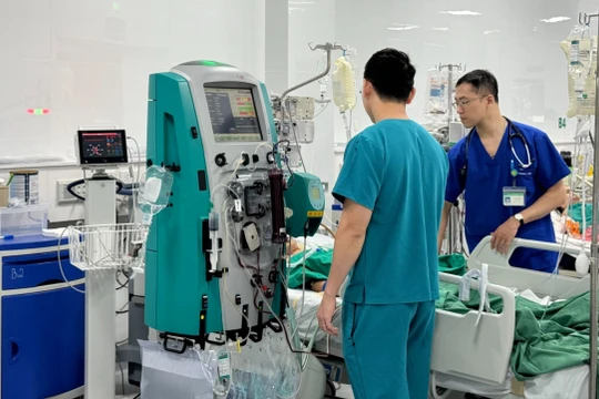 Bị ong mật đốt, bé gái 13 tuổi nguy kịch do sốc phản vệ