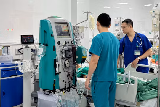 Bị ong mật đốt, bé gái 13 tuổi nguy kịch do sốc phản vệ