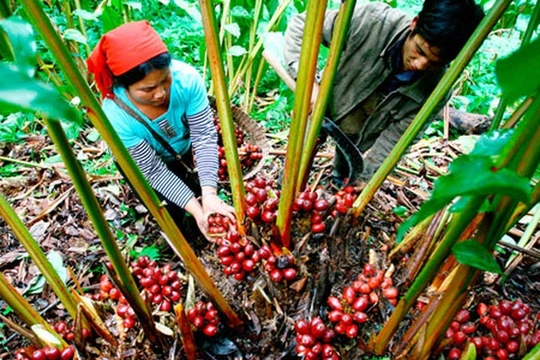 Thảo quả là một trong các cây dược liệu quý được phát triển mạnh ở Điện Biên (ảnh: Dienbienphu)