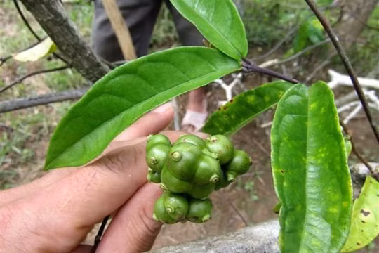 Ba kích trồng tại Khu bảo tồn thiên nhiên Pù Hu, Thanh Hoá (ảnh: Quỳnh Trâm)