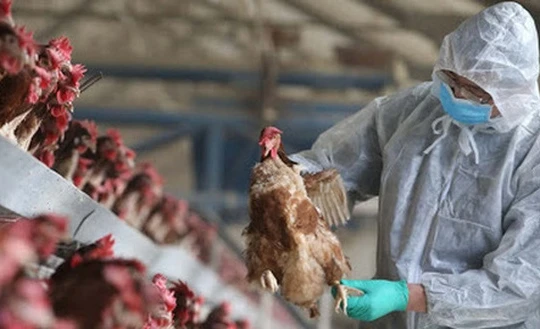 Bé 8 tuổi bị viêm não do cúm gia cầm H5N1, vi rút tấn công hệ thần kinh