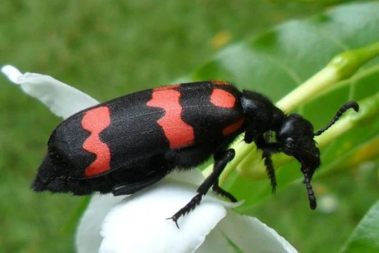 Người đàn ông tử vong sau khi ăn côn trùng lạ bắt trên nương ngô