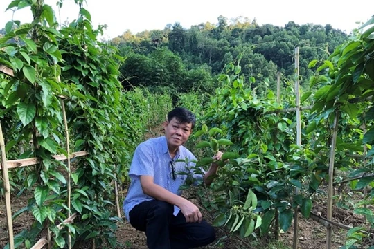 PGS.TS. Trần Văn Ơn trong các chuyến thực tế nghiên cứu về cây dây thìa canh tại các địa phương