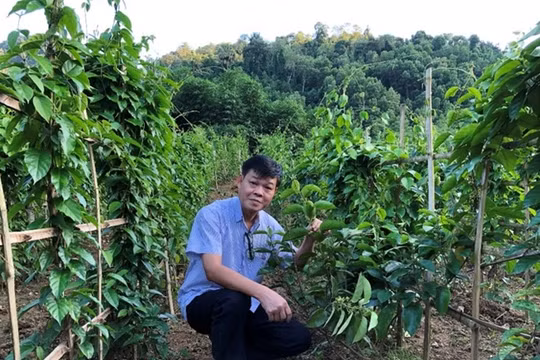 PGS.TS. Trần Văn Ơn trong các chuyến thực tế nghiên cứu về cây dây thìa canh tại các địa phương