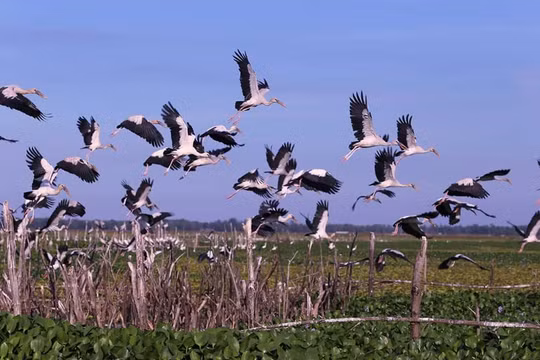 Bệnh truyền nhiễm mới nổi ở người bắt nguồn chủ yếu từ động vật hoang dã