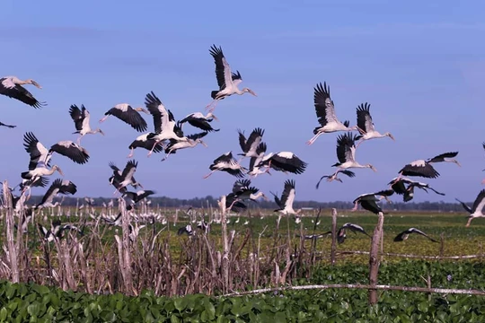 Bệnh truyền nhiễm mới nổi ở người bắt nguồn chủ yếu từ động vật hoang dã