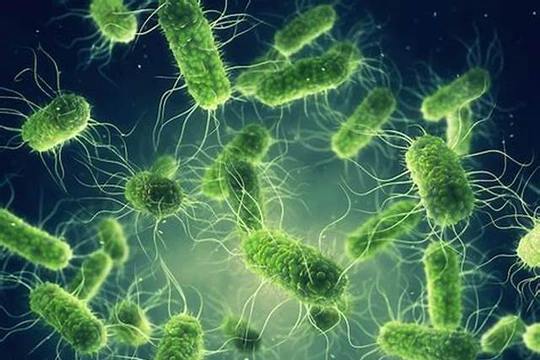 Nguy cơ dịch tả toàn cầu và bài học cảnh giác cho Việt Nam