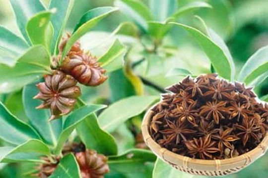 Hoa hồi là dược liệu quý, cũng để làm gia vị trong thực phẩm