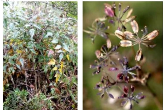 Cây thìa là hóa gỗ được lấy mẫu tại huyện Đồng Văn, tỉnh Hà Giang. Ảnh: VAST. 