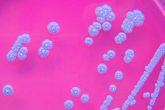 Bệnh Whitmore (vi khuẩn ăn thịt người) hiện chưa có vắc xin và dễ tử vong nếu không được điều trị kịp thời