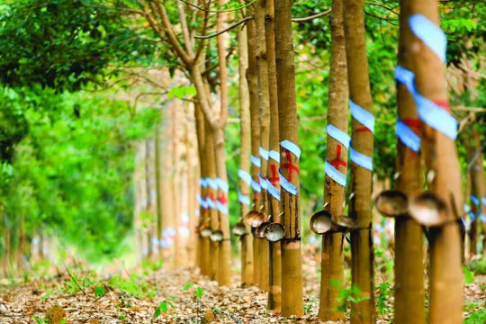 HAGL Agrico bán An Đông Mia cho Thaco (Nguồn: Internet)