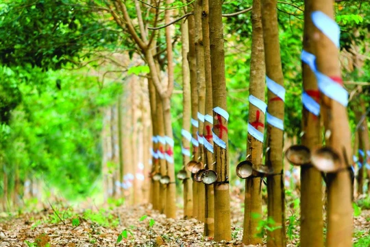 HAGL Agrico bán An Đông Mia cho Thaco (Nguồn: Internet)