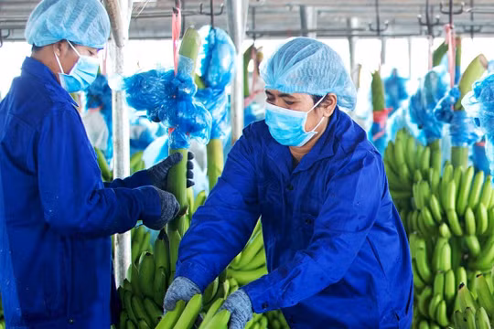 Ảnh minh họa (Nguồn: HAG)