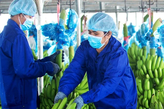 Ảnh minh họa (Nguồn: HAG)