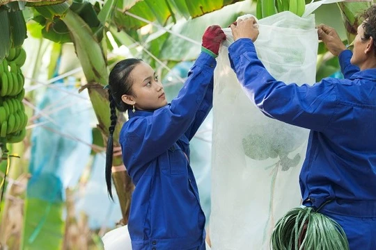 Tiếp cận công nghệ tăng cơ hội việc làm cho lao động di cư trong bối cảnh COVID-19. Ảnh minh họa.