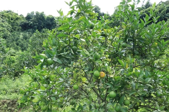 Đằng sau những dự án hàng nghìn tỷ của TH true MILK tại các vùng biên giới