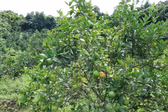 Đằng sau những dự án hàng nghìn tỷ của TH true MILK tại các vùng biên giới