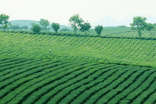 Ảnh minh họa. Nguồn Internet