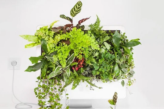 Dùng máy tính Mac trồng cây: đừng quá phụ thuộc vào công nghệ