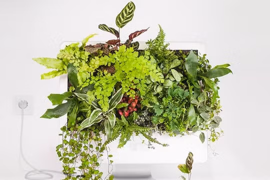 Dùng máy tính Mac trồng cây: đừng quá phụ thuộc vào công nghệ