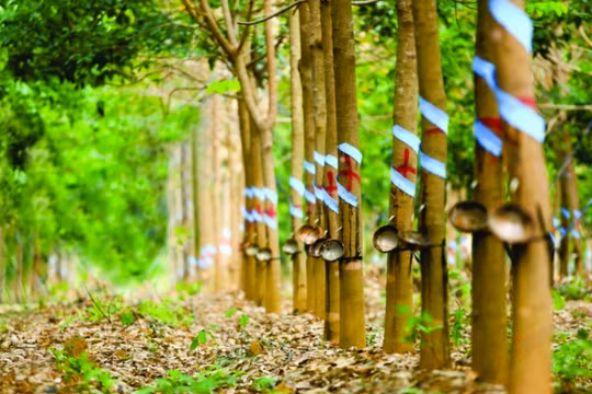 Hai DN từng rót nghìn tỉ vào HNG dưới thời 'bầu' Đức mua lại 1.200 tỉ đồng trái phiếu trước hạn