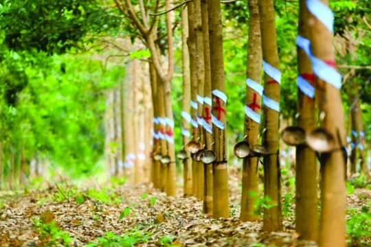 Hai DN từng rót nghìn tỉ vào HNG dưới thời 'bầu' Đức mua lại 1.200 tỉ đồng trái phiếu trước hạn