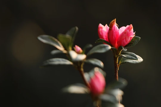 Hoa đỗ quyên còn được gọi hoa báo xuân