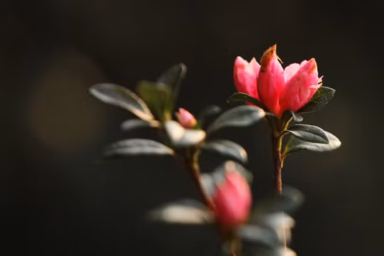 Hoa đỗ quyên còn được gọi hoa báo xuân