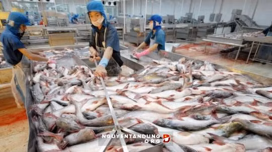 “Lo lắng khi Trung Quốc phá giá Nhân dân tệ là hơi thừa”