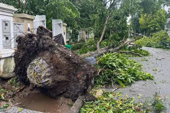 Siêu bão hạ gục hàng loạt cây xanh, lộ cách trồng cây gây nhiều tranh cãi