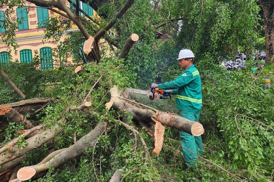 Cần câu trả lời thỏa đáng về việc cây xanh bật gốc còn nguyên bầu bọc rễ bằng bao tải