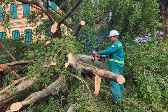Cần câu trả lời thỏa đáng về việc cây xanh bật gốc còn nguyên bầu bọc rễ bằng bao tải