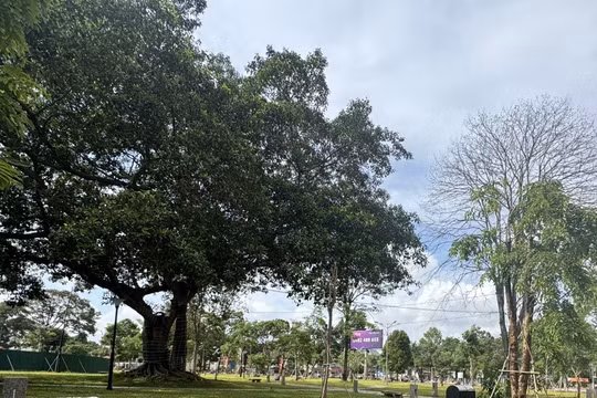 Một dự án cây xanh ở TP. Buôn Ma Thuột. Ảnh: Hải Dương