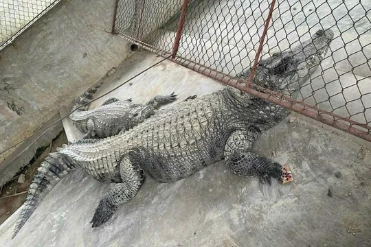 Bắt được 2 con cá sấu nặng hơn 100 kg sổng chuồng ở Yên Bái
