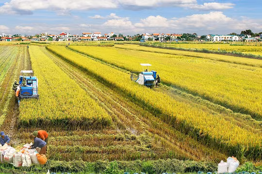 Có dễ dàng gom đất lúa để kiếm lời?