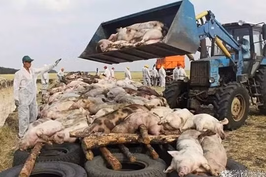 Tuy không gây nguy nhiểm đến tính mạng con người nhưng dịch lợn châu Phi đang là nguy cơ lớn đối với ngành chăn nuôi và chế biến thực phẩm các nước