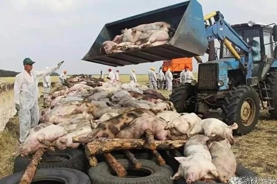 Tuy không gây nguy nhiểm đến tính mạng con người nhưng dịch lợn châu Phi đang là nguy cơ lớn đối với ngành chăn nuôi và chế biến thực phẩm các nước