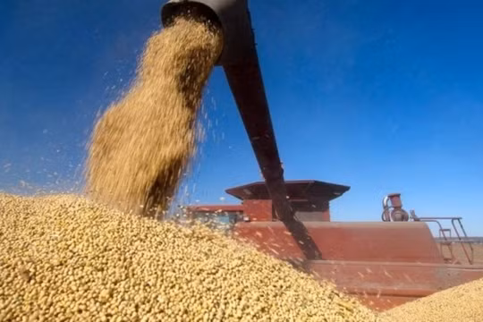 Đậu tương trở thành điểm nóng trong Chiến tranh thương mại Trung - Mỹ 