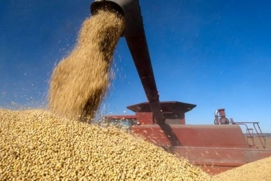 Đậu tương trở thành điểm nóng trong Chiến tranh thương mại Trung - Mỹ 