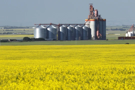Những nông dân trồng cải dầu, ngành nông nghiệp và kinh tế Canada sẽ bị thiệt hại nghiêm trọng trước quyết định cấm nhập hạt cải dầu của hải quan Trung Quốc.