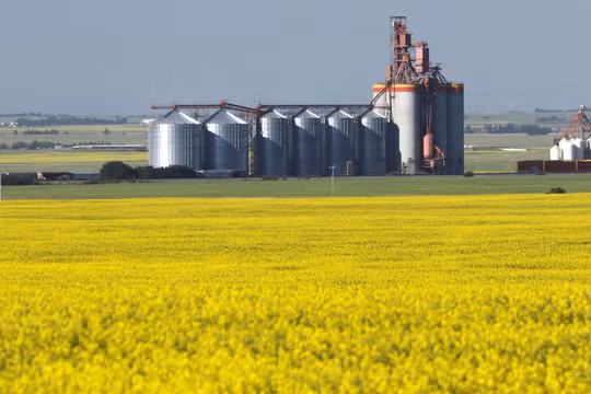 Những nông dân trồng cải dầu, ngành nông nghiệp và kinh tế Canada sẽ bị thiệt hại nghiêm trọng trước quyết định cấm nhập hạt cải dầu của hải quan Trung Quốc.