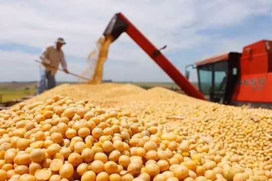 Đậu tương đã trở thành vật hy sinh trong cuộc chiến thương mại giữa hai nước Trung - Mỹ 