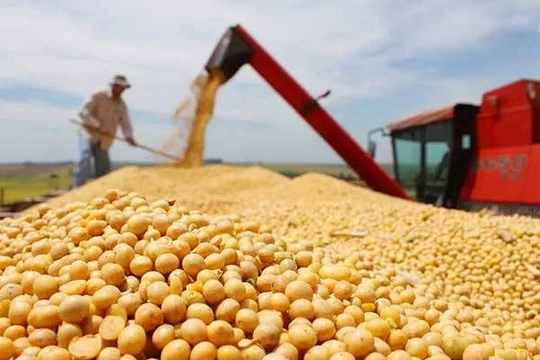 Đậu tương đã trở thành vật hy sinh trong cuộc chiến thương mại giữa hai nước Trung - Mỹ 