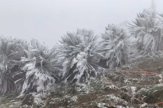 Miền Bắc rét tăng cường, có nơi 10 độ C, miền Trung mưa lớn