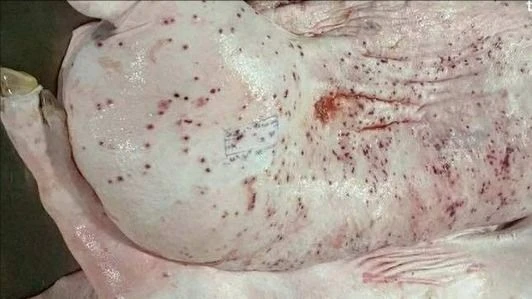 Vụ Công ty C.P. bị tố bán thịt heo bệnh ra thị trường: Bộ Công an điều tra động cơ phát tán hình ảnh