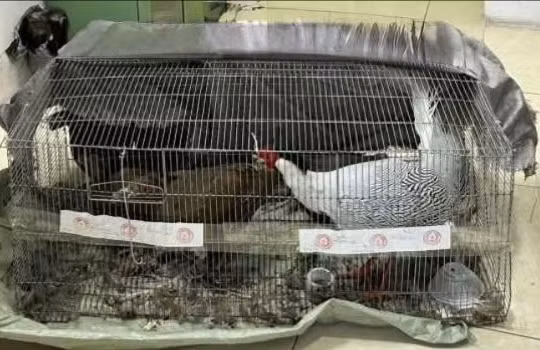 Kháng nghị bản án 6 năm tù, người đàn ông nuôi gà lôi được tại ngoại 