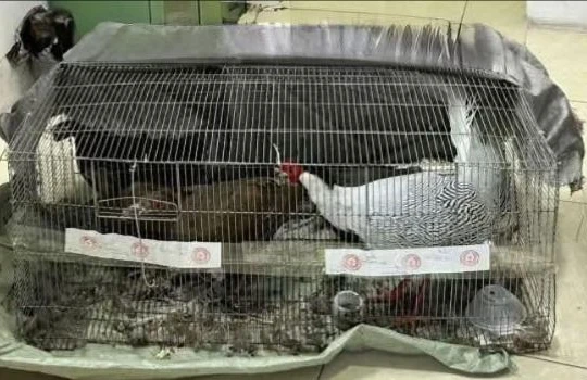 Kháng nghị bản án 6 năm tù, người đàn ông nuôi gà lôi được tại ngoại 