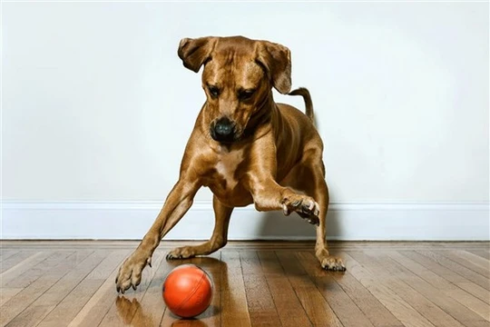 Không xa nữa, công nghệ sẽ giúp những chú chó giao tiếp được với con người (Ảnh NBC)