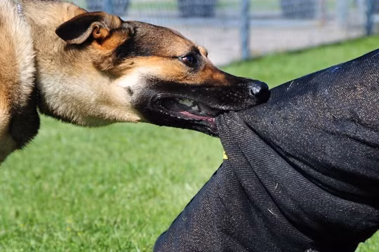 Ảnh minh họa (Wikimedia Commons)