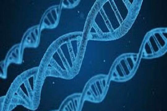 Với công nghệ chỉnh sửa gen, các nhà khoa học có thể thay thế các đoạn gen gây bệnh trong DNA của con người và thay thế bằng các đoạn gen khỏe mạnh (ảnh Google)